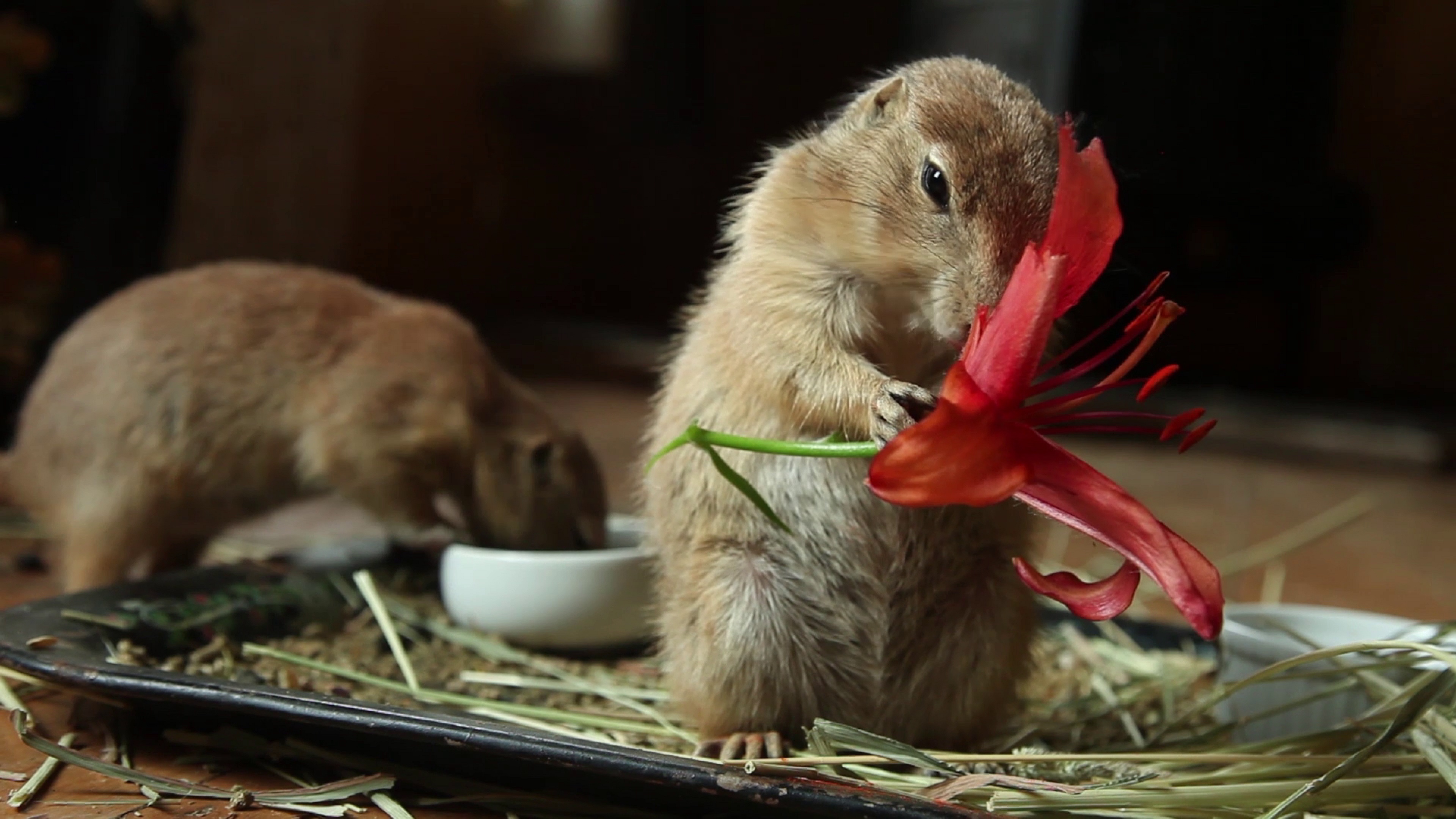 https://parkway.mdfilmfest.com/wp-content/uploads/You-Were-an-Amazement-prairie-dogs-lilies.jpg